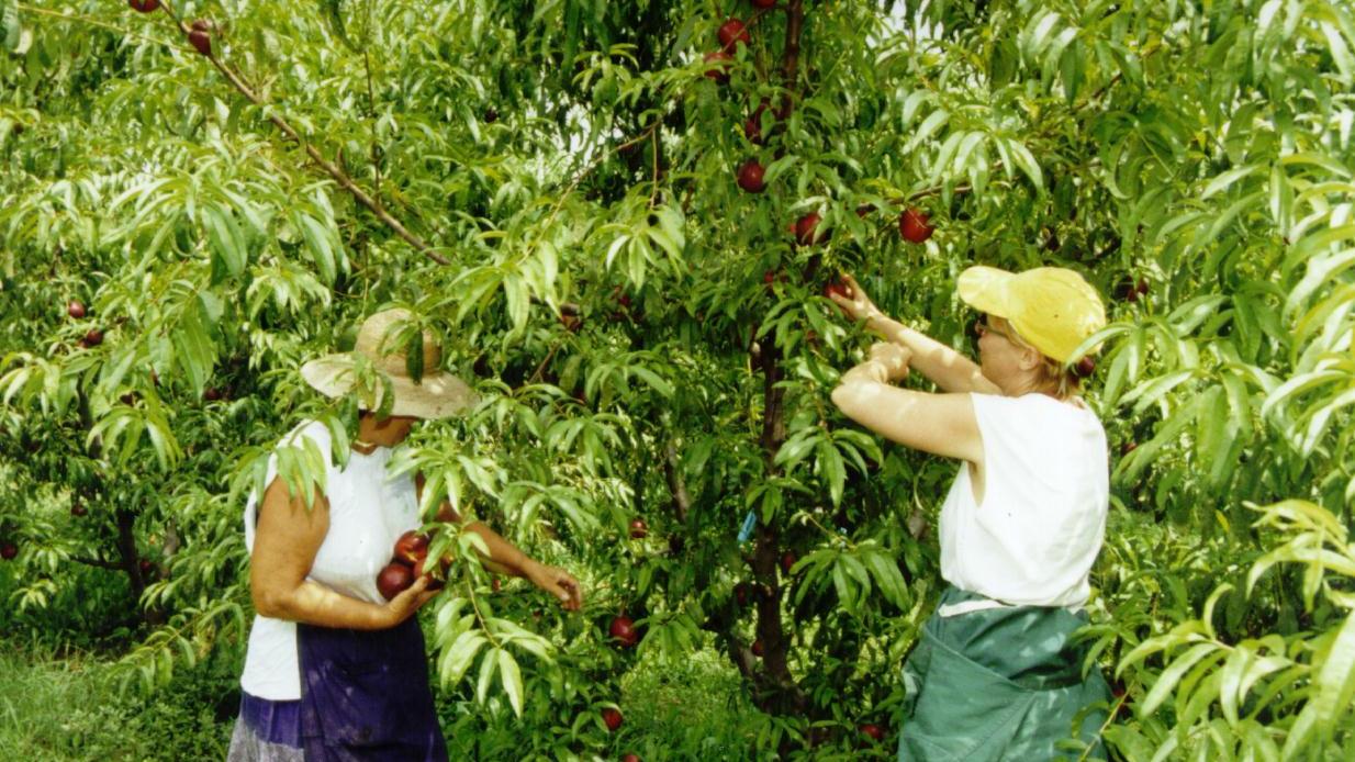 La raccolta della frutta messa a rischio dalla mancanza di manodopera