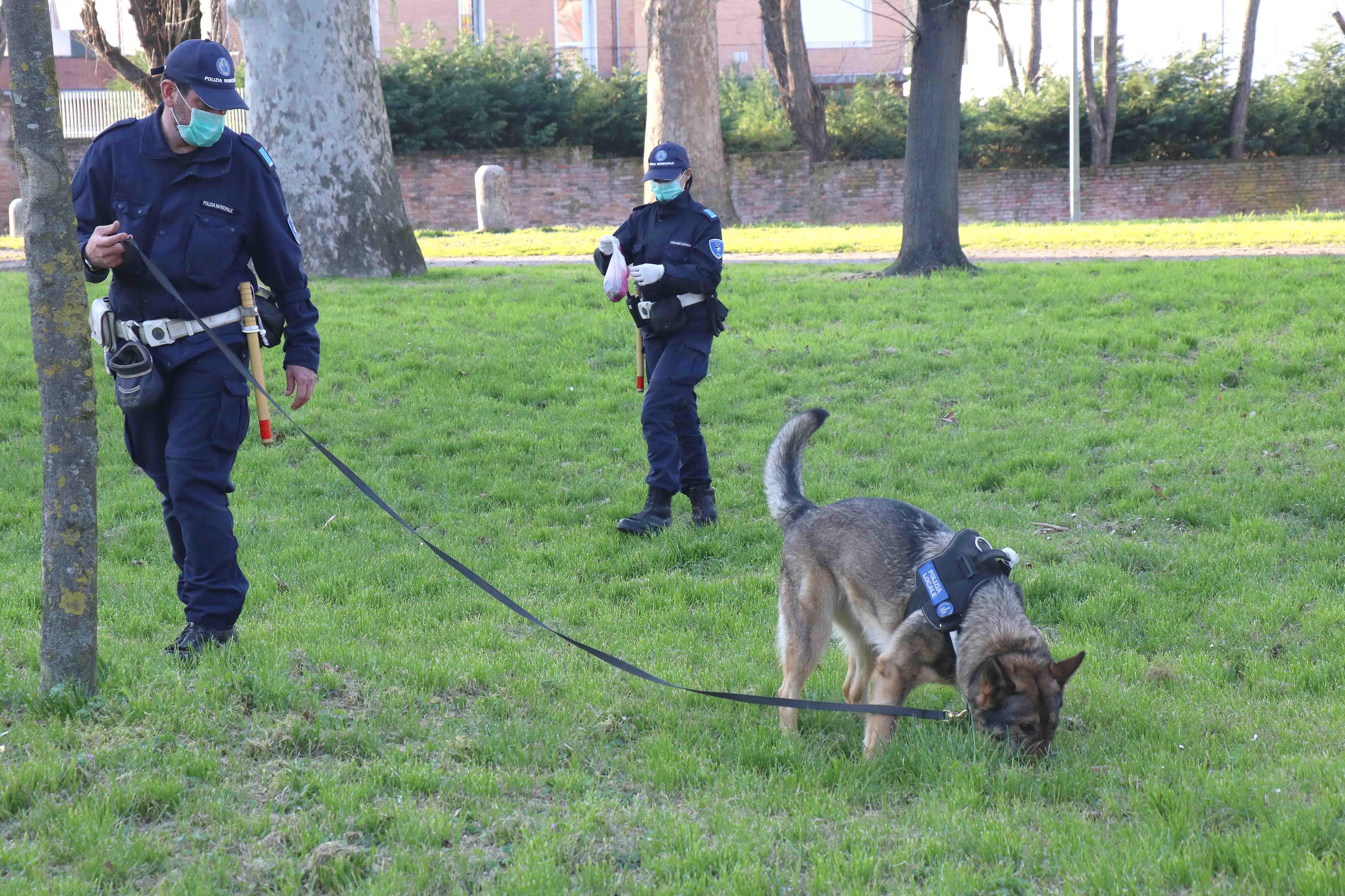L'unità cinofila della Polizia locale in azione