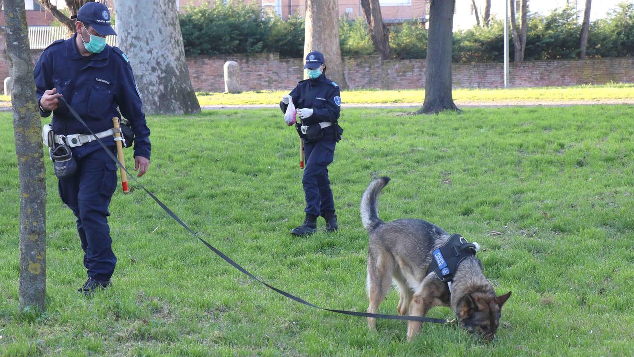 L'unità cinofila della Polizia locale in azione