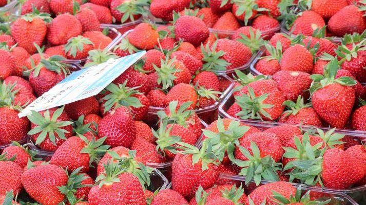 Tutto il rosso della fragola. A Lagosanto si fa festa con il frutto più gustoso