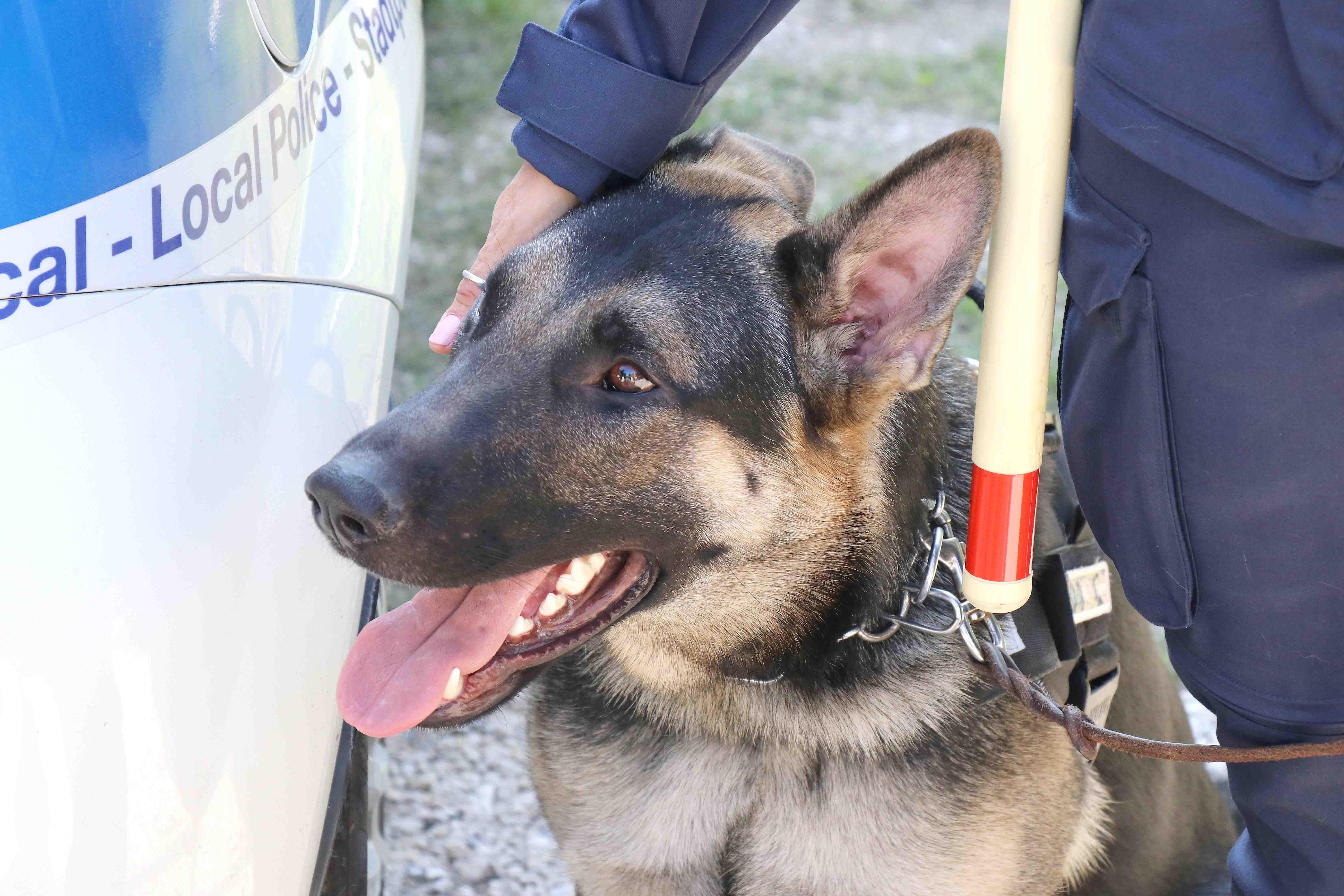 Il cane Aaron è un "agente" scelto antidroga della Polizia locale