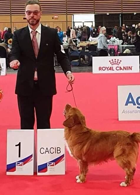 Bellissimi cani trionfano a Parigi, il loro allevamento è a Renazzo 