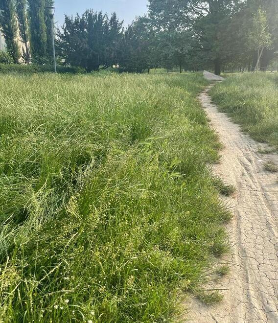 Modena, la denuncia «Erba alta nei parchi della città: il Comune pensa di intervenire?» 