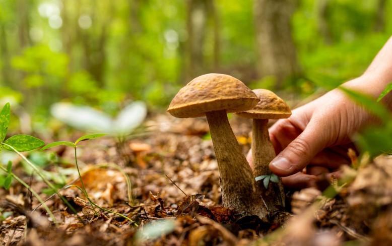 Appennino Modenese. Stangata sulla raccolta funghi: +75% di tesserini senza esenzione 
