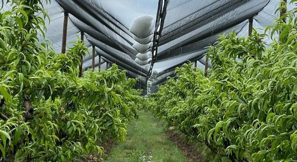 Grandine, sos coltivatori: «Danneggiati a centinaia nel Ferrarese» 