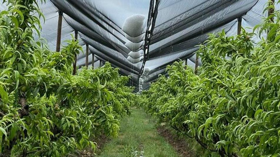 Grandine, sos coltivatori: «Danneggiati a centinaia nel Ferrarese»