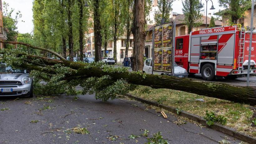 Quaranta alberi sradicati a Ferrara. Il maltempo preoccupa