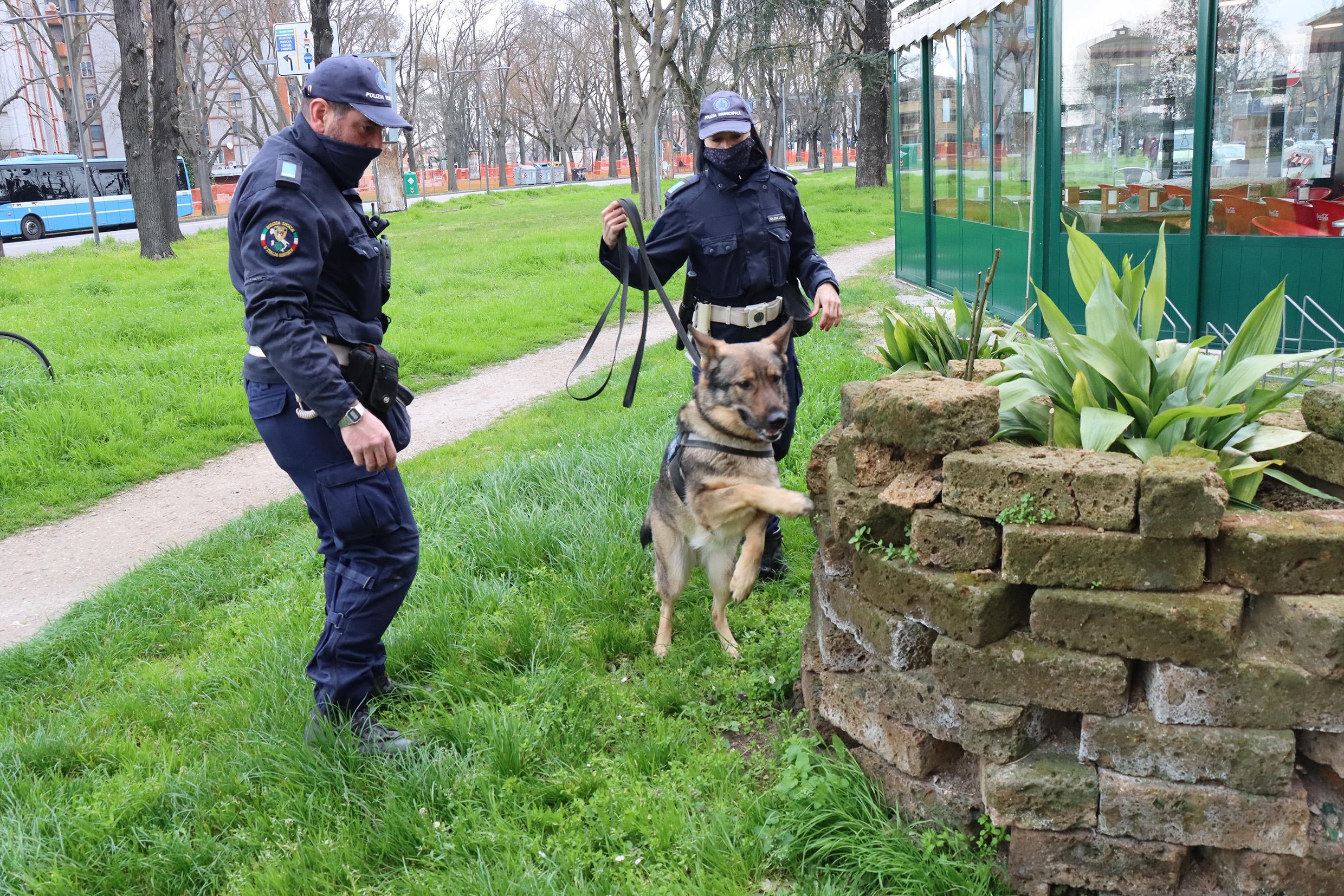 Ferrara, sorpreso a spacciare dalla polizia locale: pusher denunciato