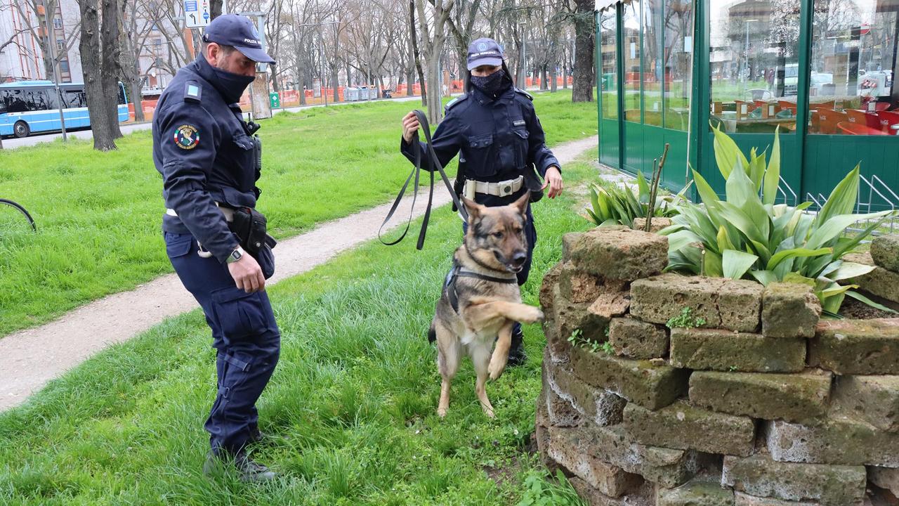 Ferrara, sorpreso a spacciare dalla polizia locale: pusher denunciato