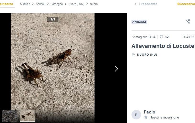 Sarcasmo sul web: «Vendo allevamento di locuste» 
