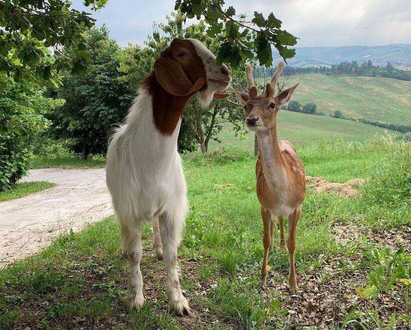 Lo strano caso dell’amicizia tra una capra e un daino