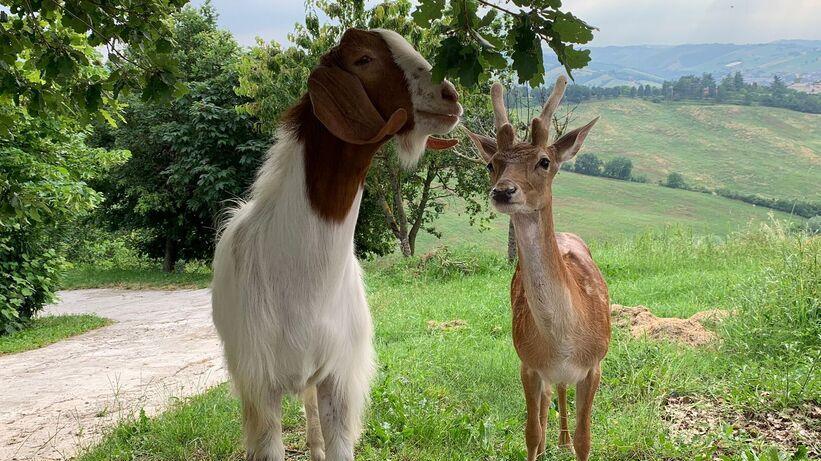 Lo strano caso dell’amicizia tra una capra e un daino