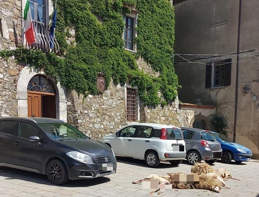 Manciano: dopo l'ennesimo attacco, pastore scarica le pecore morte davanti al Comune