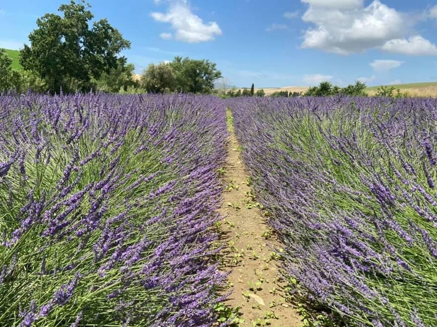 Santa Luce, torna il festival della lavanda: 44 giorni di eventi non stop 
