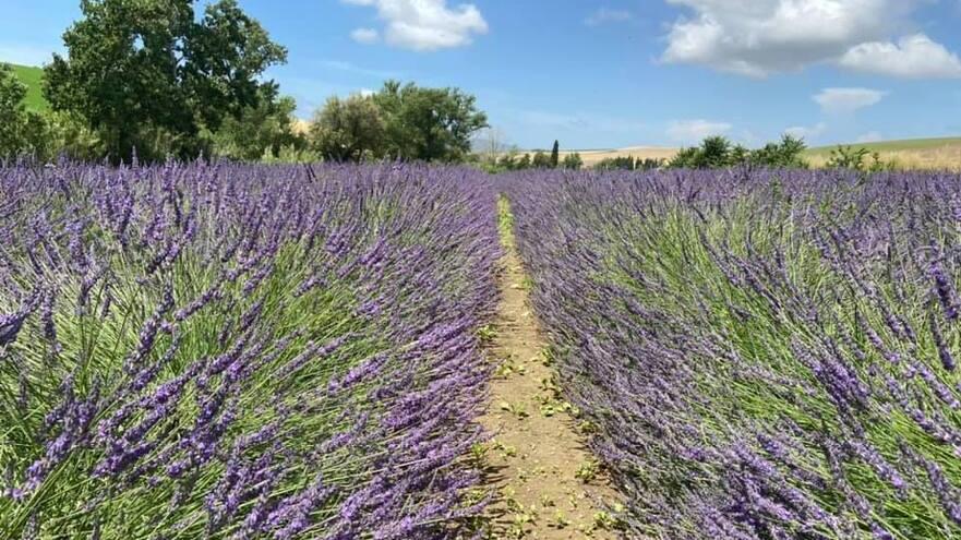 Santa Luce, torna il festival della lavanda: 44 giorni di eventi non stop