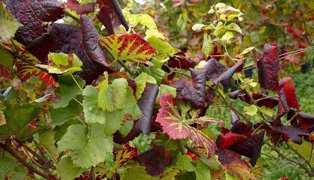 Carpi, l'allarme degli agricoltori «Vigneti malati, aiutateci» 