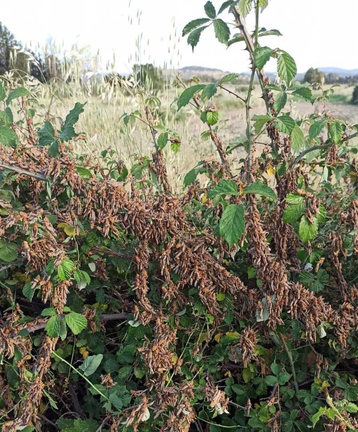 L'assalto delle cavallette: «Zona rossa sbagliata, troppe aziende escluse dai contributi» 
