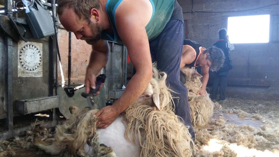 Un "tosino" in azione: in Maremma non se ne trovano più