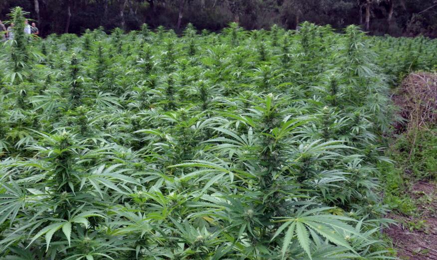 Disco rosso del Governo per la legge regionale sulla cannabis