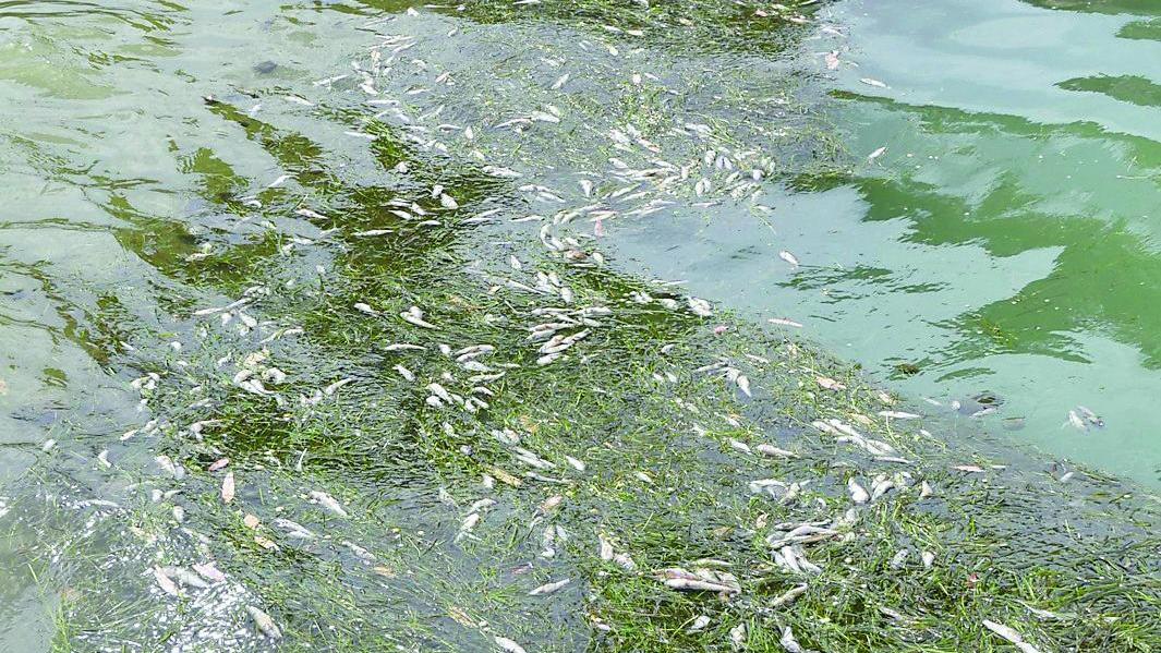 I pesci morti nella laguna di Orbetello (Foto di Enzo Russo)