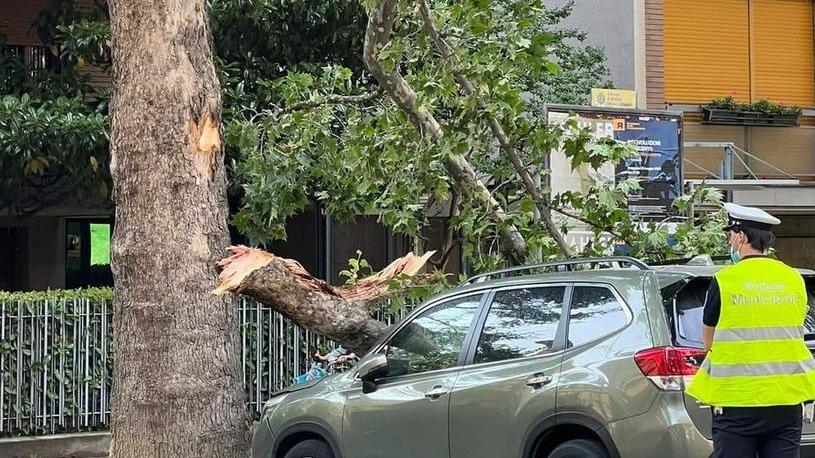 Modena Crollano rami grossi in corso Vittorio Veneto: danni alle auto in sosta