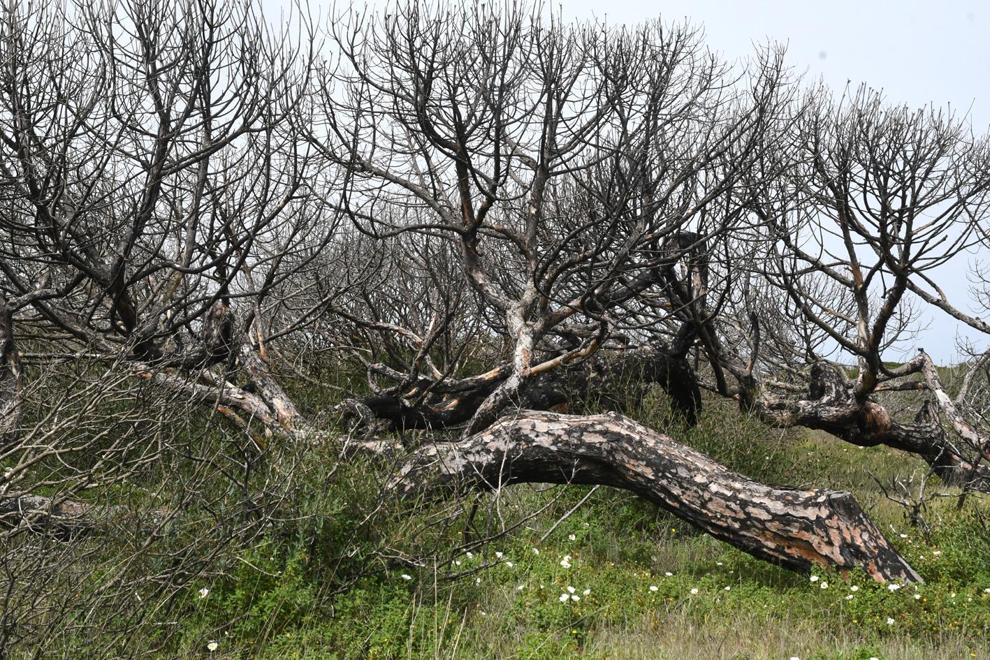 I film "Made in Sardegna" all'Estate fiorentina