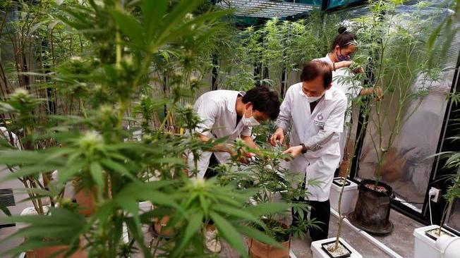 La Thailandia legalizza la coltivazione della cannabis 