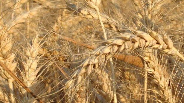 Grano, recuperare terreni a riposo per sopperire alla crisi alimentare