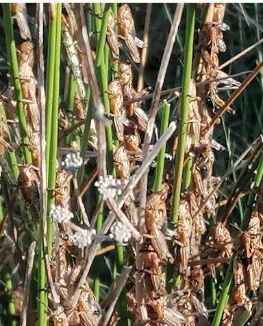 Le cavallette invadono anche le piane ozieresi 