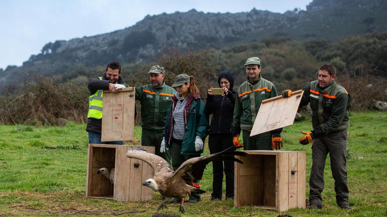 Urzulei, gli esperti preparano il grande ritorno dei grifoni