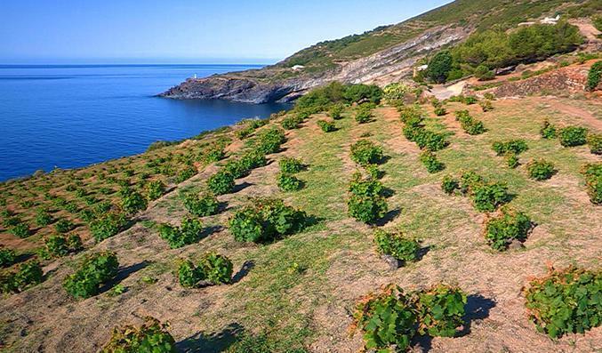 Aridocoltura, il futuro dell’isola della siccità 