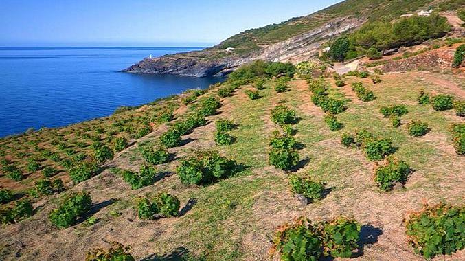 Aridocoltura, il futuro dell’isola della siccità