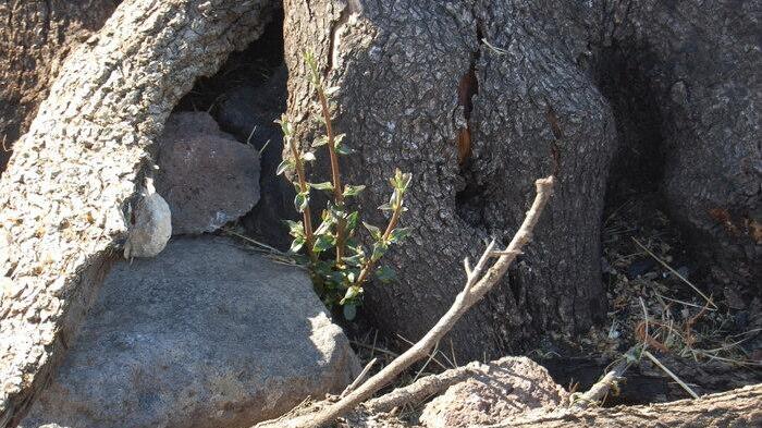 Cuglieri, l'olivastro millenario divorato dal rogo vive ancora