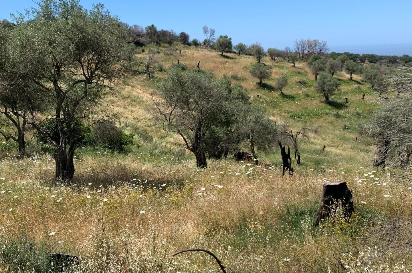 Montiferru dimenticato, dopo i roghi l’immobilismo 