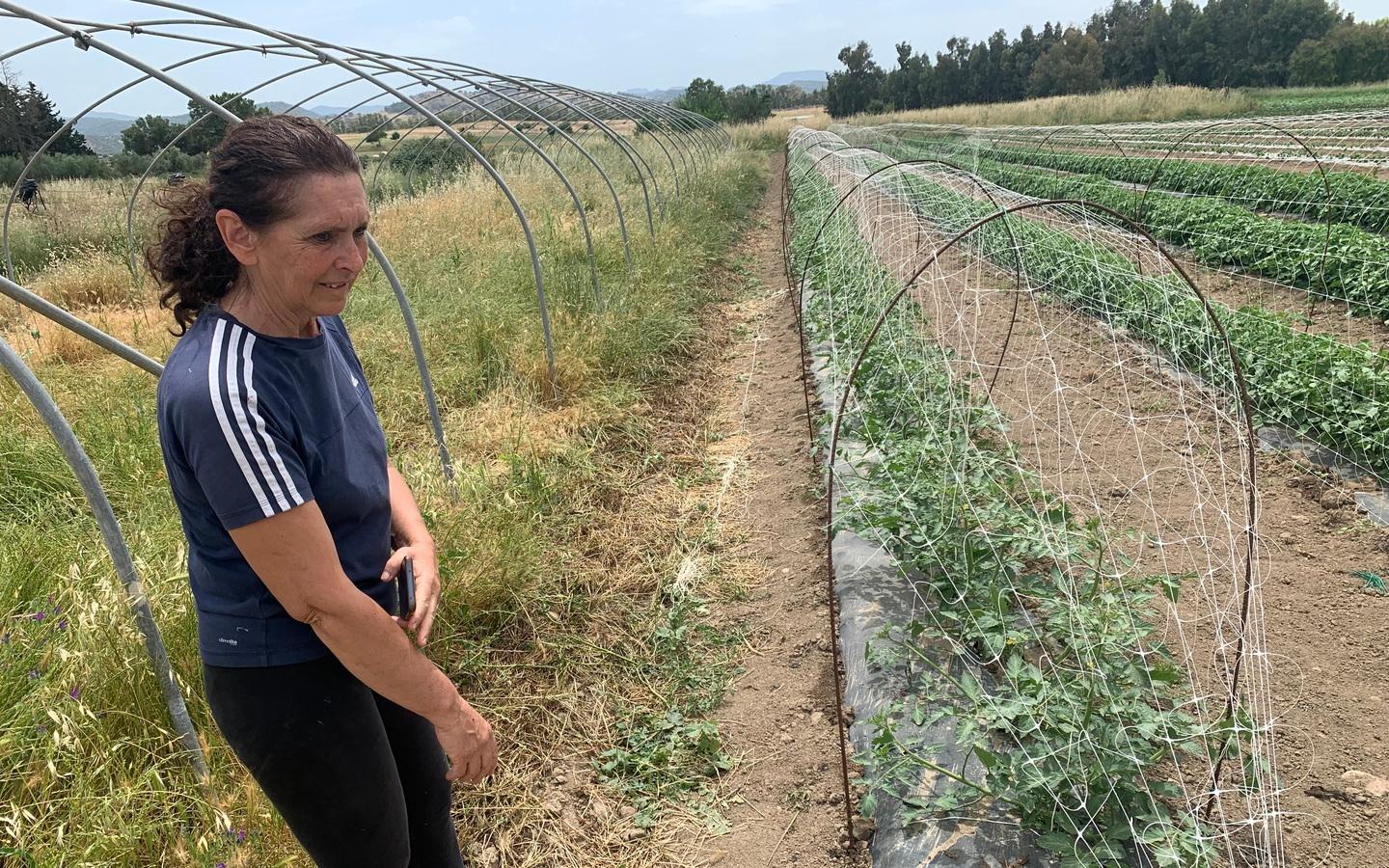 L’invasione di cavallette arriva sino a Bortigali 