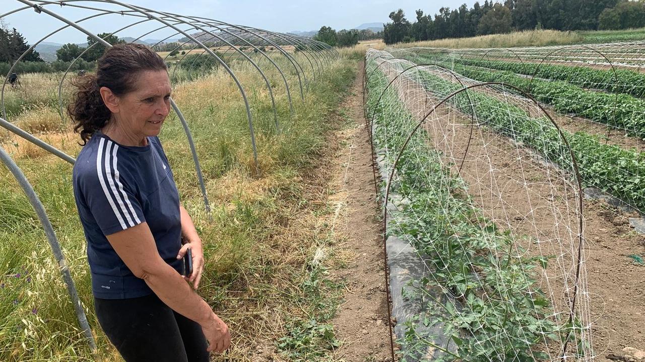 L’invasione di cavallette arriva sino a Bortigali