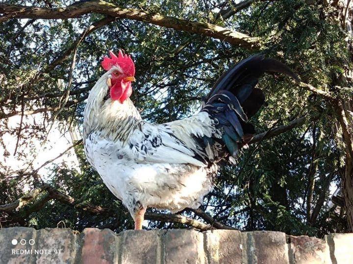 Raccolta firme contro il gallo Garibaldi: a Copparo scoppia il caso 