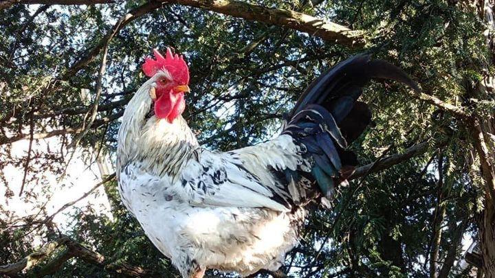 Raccolta firme contro il gallo Garibaldi: a Copparo scoppia il caso