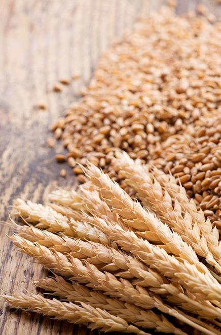 La pianta Cappelli è alta circa un 1,80 metri e contiene percentuale elevate di lipidi, amminoacidi, vitamine, e minerali. Si differenzia dai grani  moderni che spesso sacrificano il sapore al rendimento