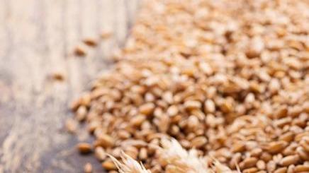 La pianta Cappelli è alta circa un 1,80 metri e contiene percentuale elevate di lipidi, amminoacidi, vitamine, e minerali. Si differenzia dai grani moderni che spesso sacrificano il sapore al rendimento
