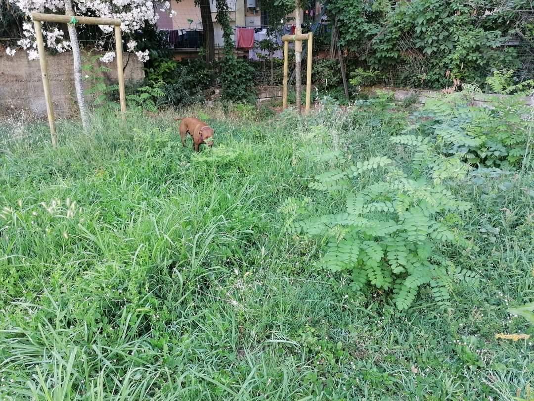 Incubo forasacchi nei giardini. Decine di cani operati d’urgenza