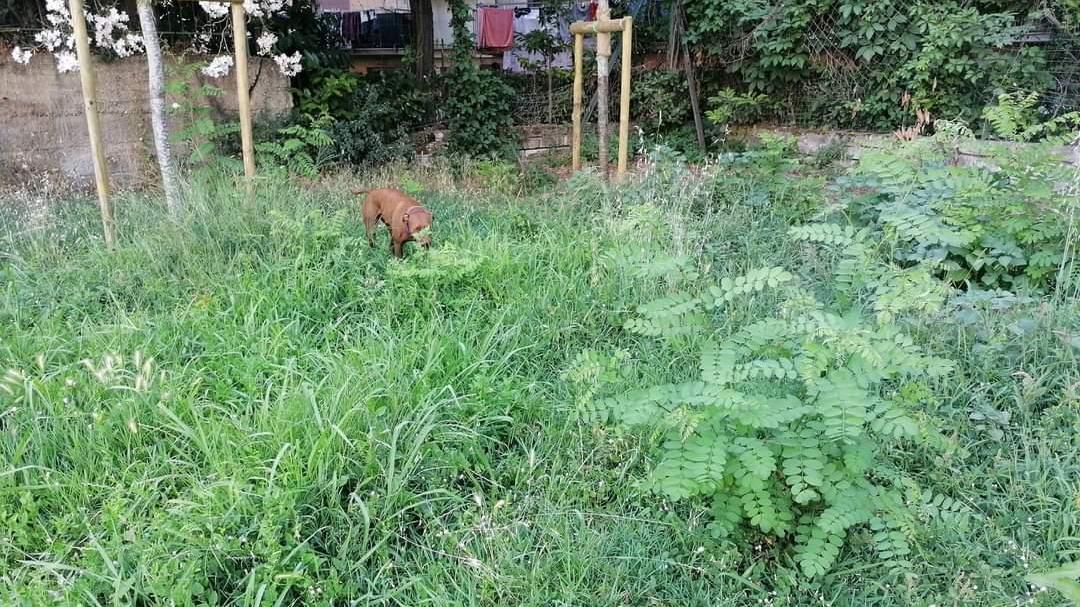 Incubo forasacchi nei giardini. Decine di cani operati d’urgenza