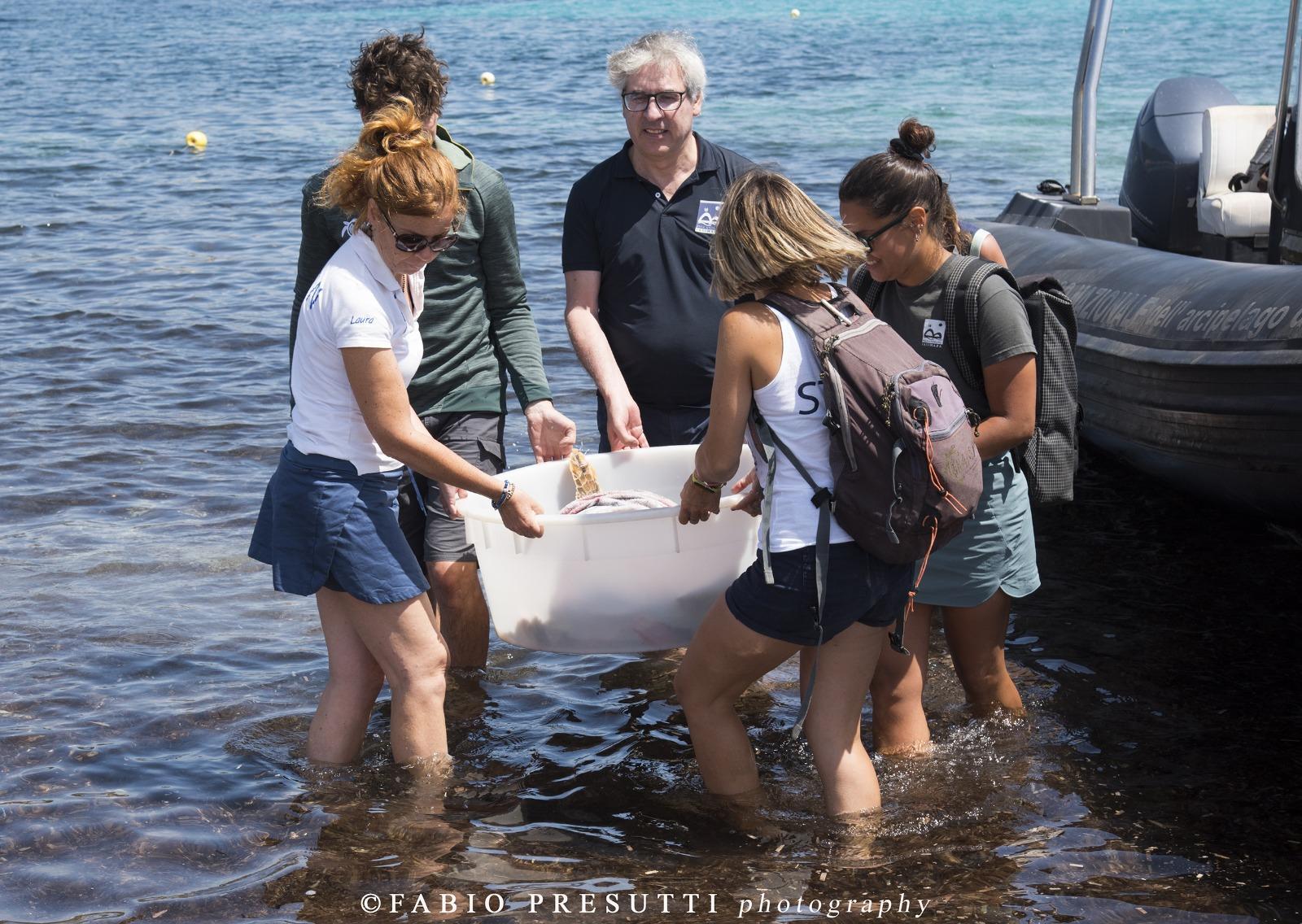 Lady Wolf riprende la via del mare: a La Maddalena la liberazione della tartaruga salvata un anno fa