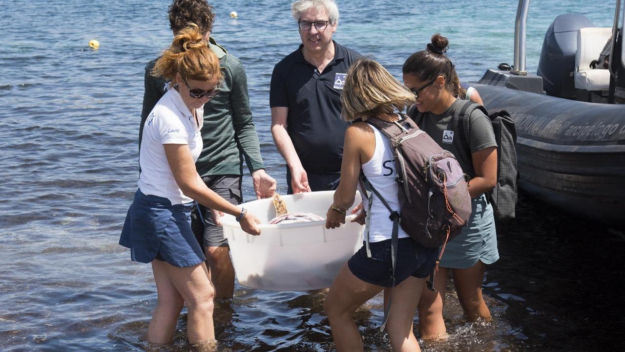 Lady Wolf riprende la via del mare: a La Maddalena la liberazione della tartaruga salvata un anno fa