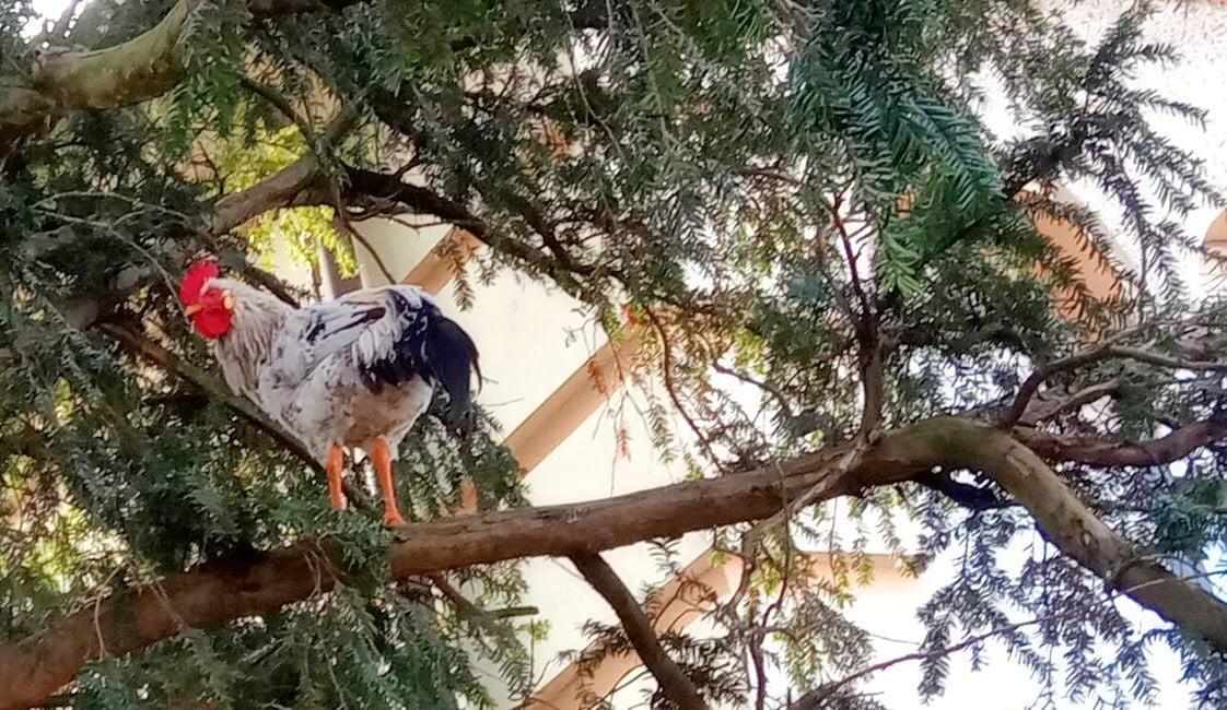 «Giù le mani dal nostro Garibaldi». Il caso del gallo di Copparo diventa nazionale 