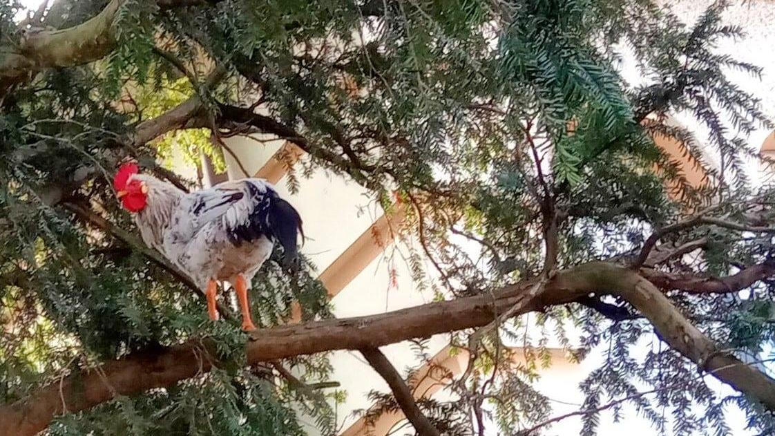 «Giù le mani dal nostro Garibaldi». Il caso del gallo di Copparo diventa nazionale