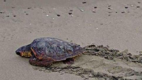 Sos di Legambiente anche in Versilia: «Salviamo le tartarughe dall’estinzione»