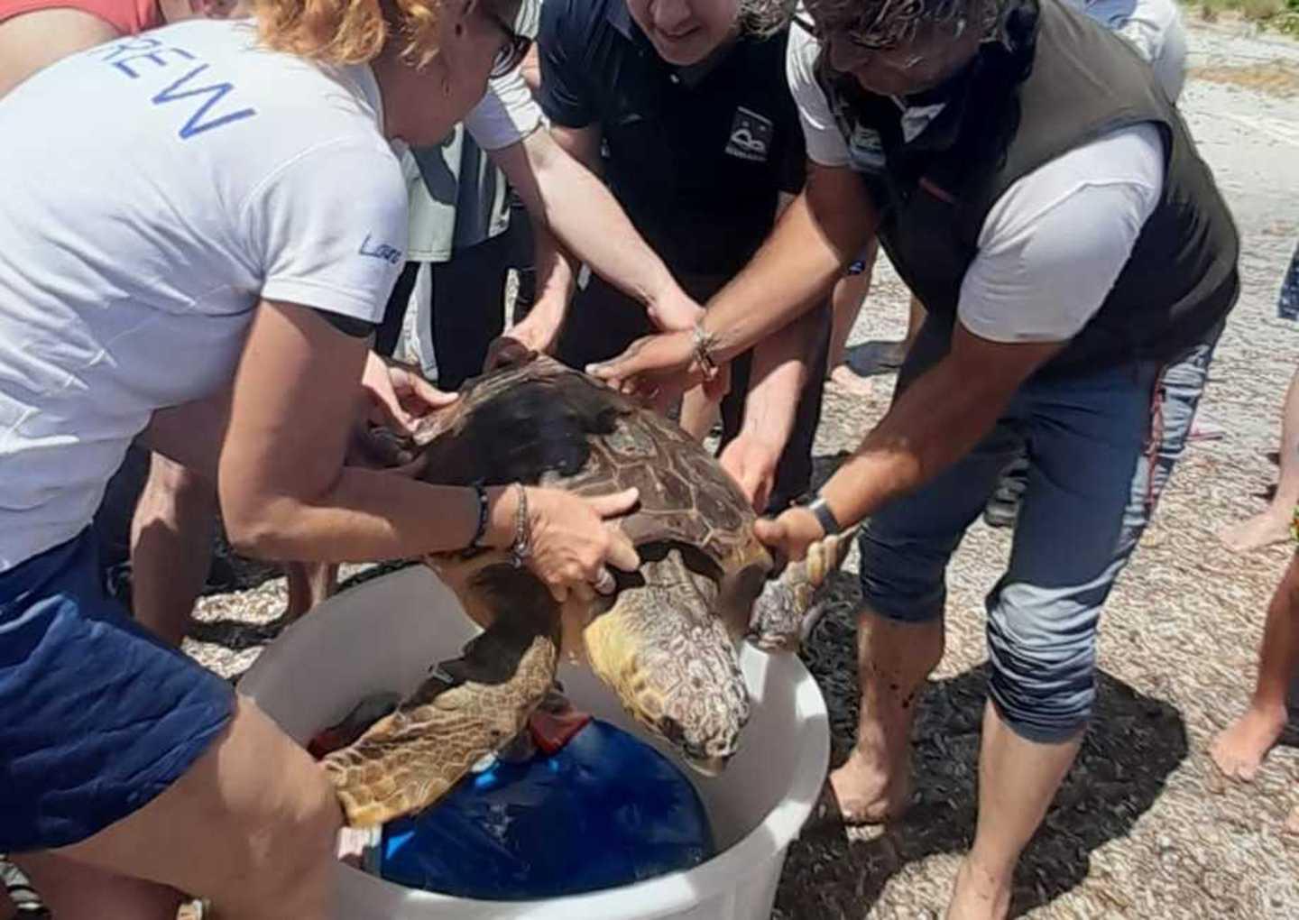 Salvata e poi curata: la caretta Lady Wolf ha ripreso il largo 