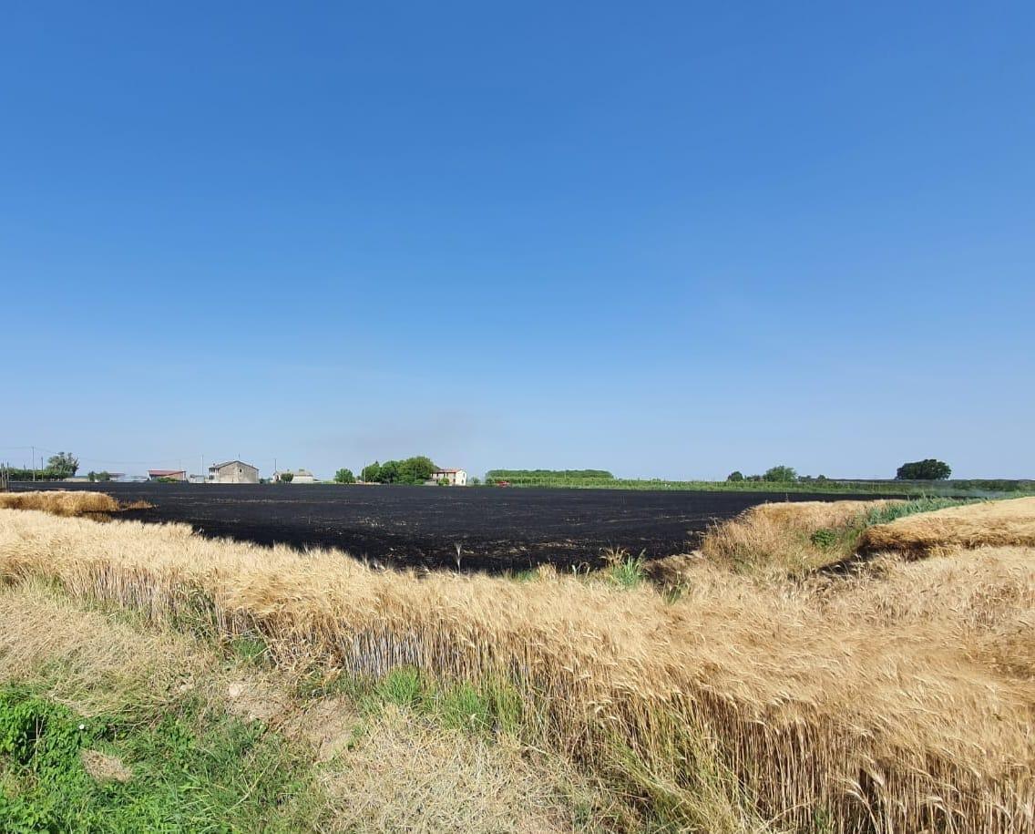 Sabbioncello: ettari di grano in fiamme
