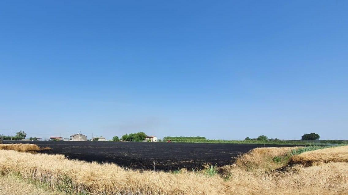 Sabbioncello: ettari di grano in fiamme